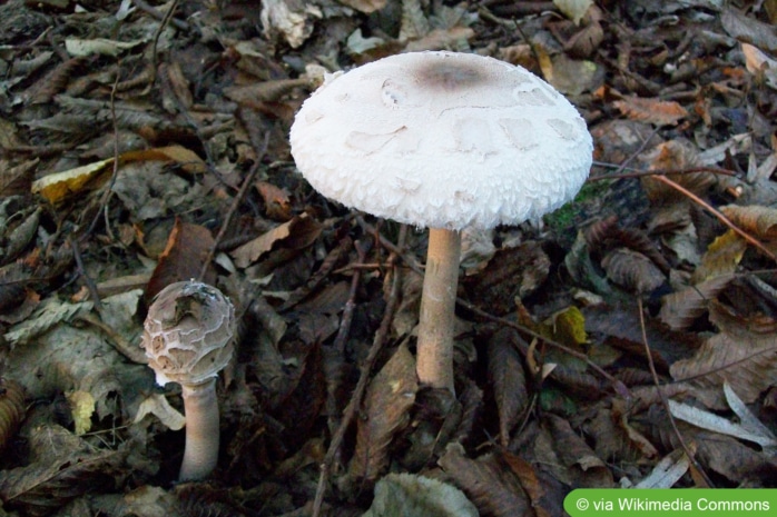 Gemeiner Riesenschirmling (Macrolepiota procera)