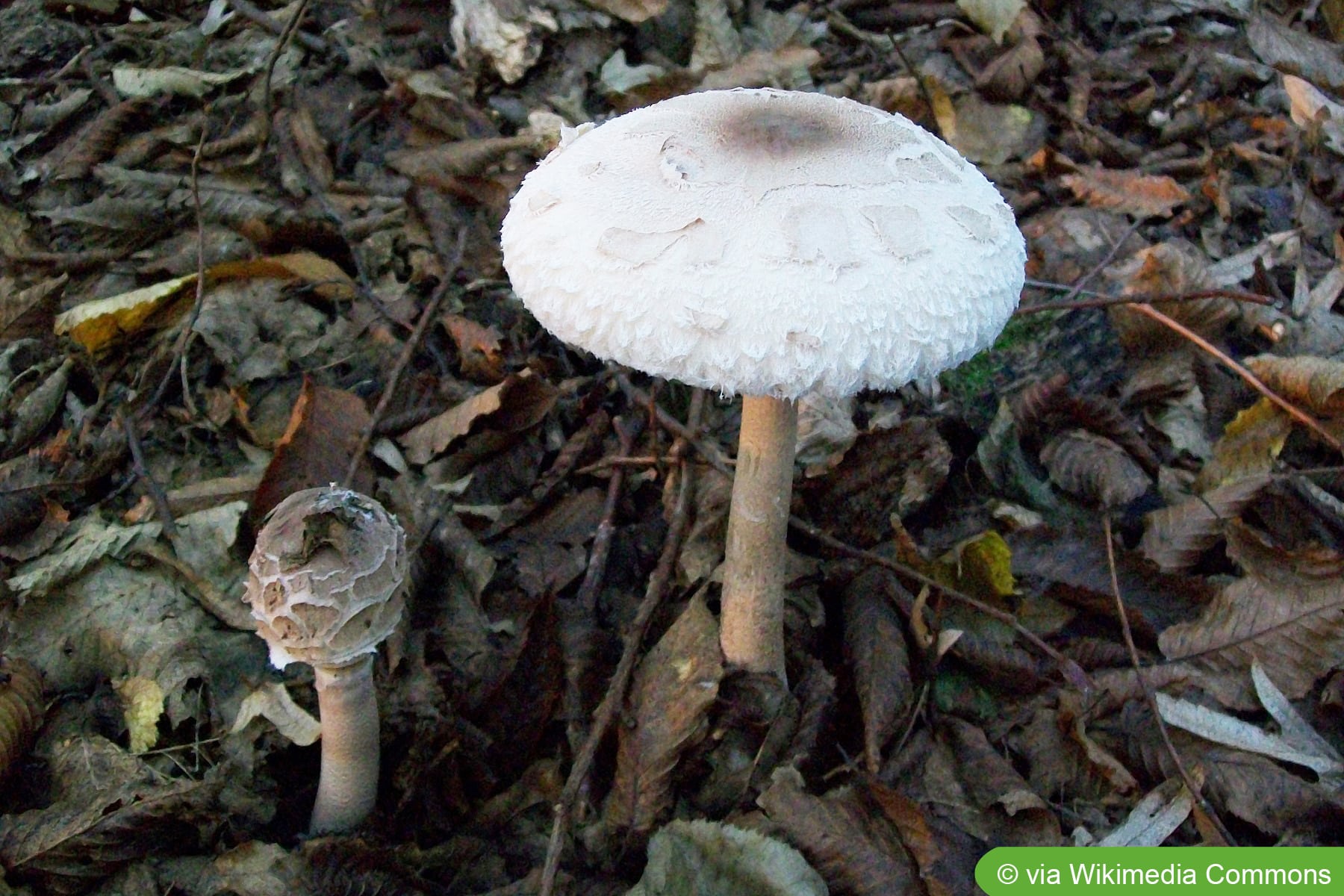 Weiße Pilze im Garten bestimmen