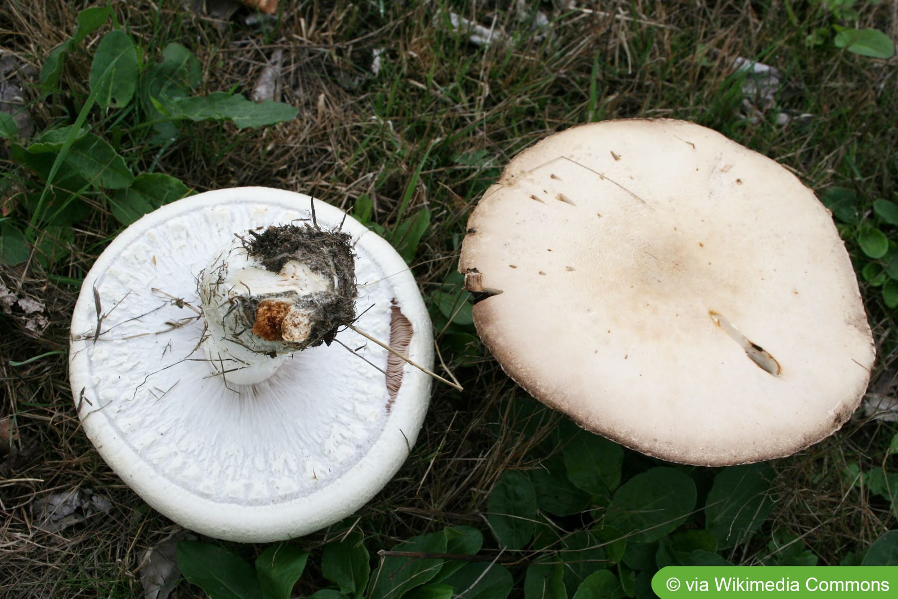 Weiße Pilze im Garten bestimmen