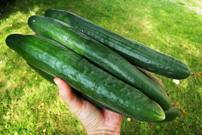 Frisch geerntete Gurken in der Hand