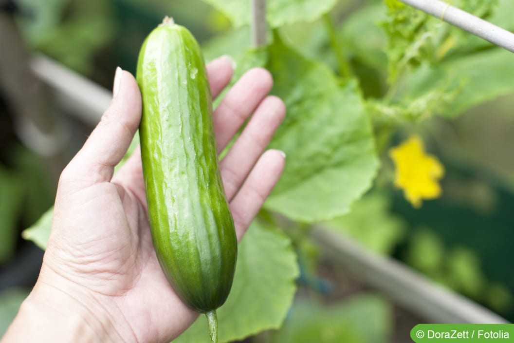 Wann sind Gurken reif? Infos zur Erntezeit
