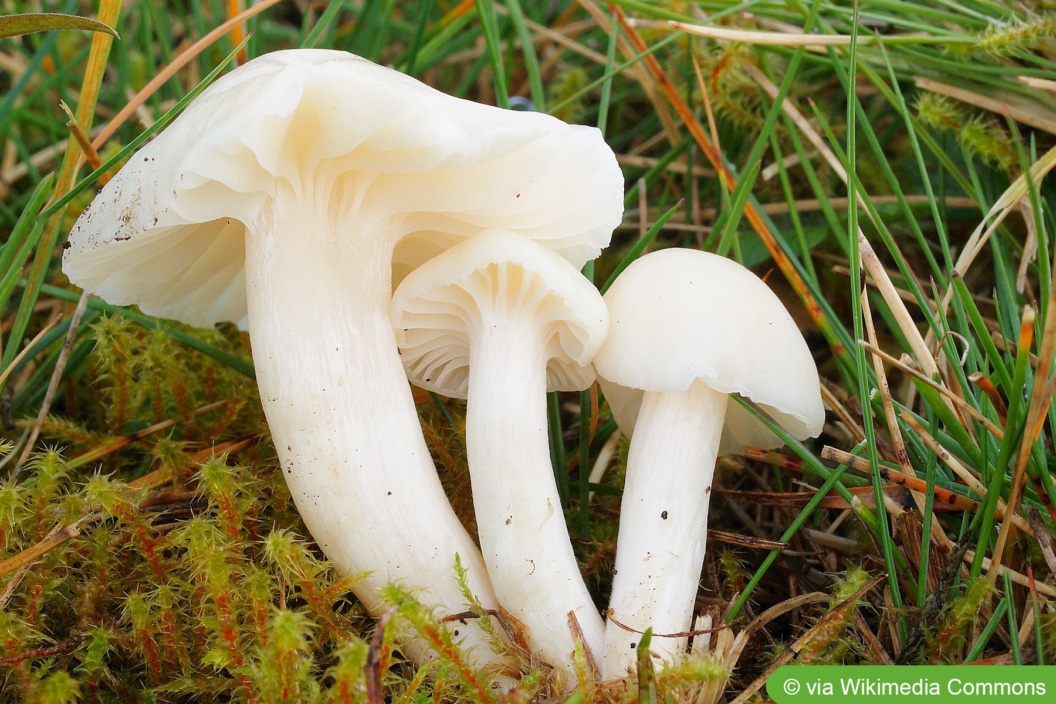 Weiße Pilze im Garten bestimmen