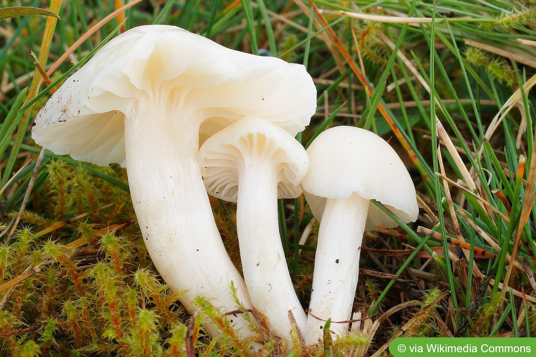 Weiße Pilze im Garten bestimmen