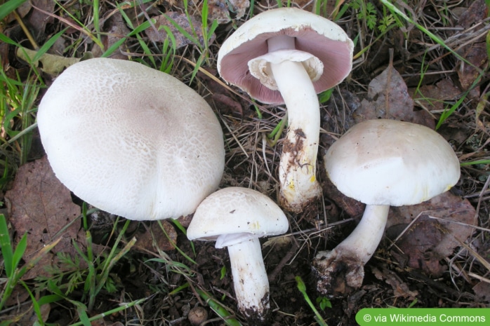 Karbol-Champignon (Agarcius xanthodermus)