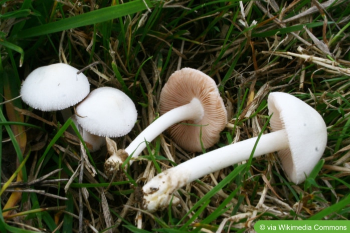 Kleinster Scheidling (Volvariella pusilla)