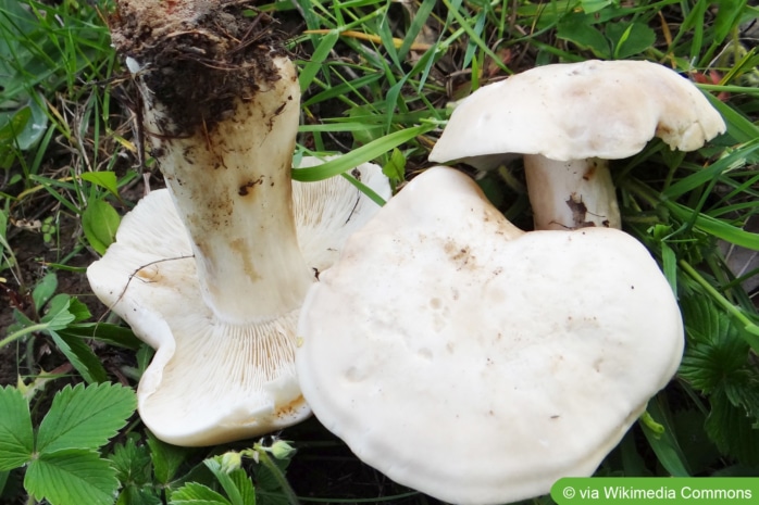 Maipilz (Calocybe gambosa)