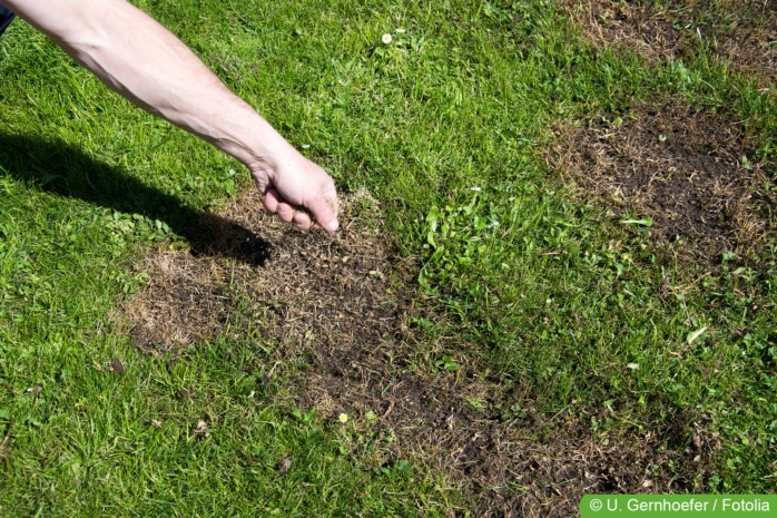 braune und kahle Stellen im Rasen ausbessern durch nachsäen 