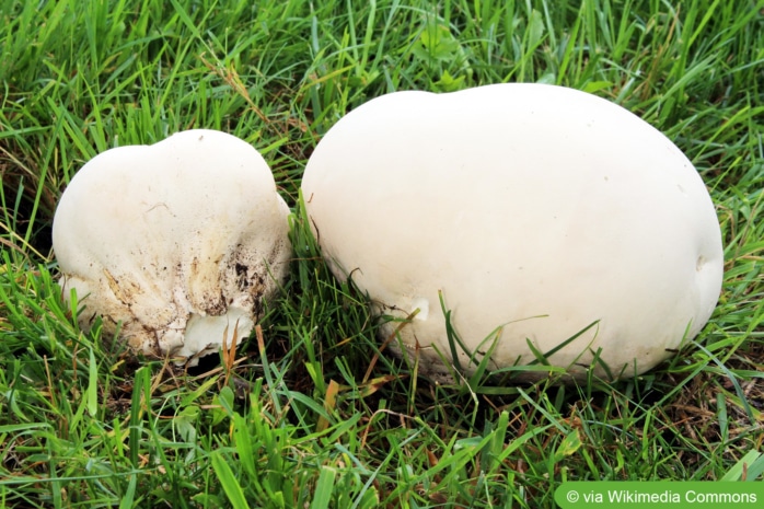 Riesenbovist (Calvatia gigantea)