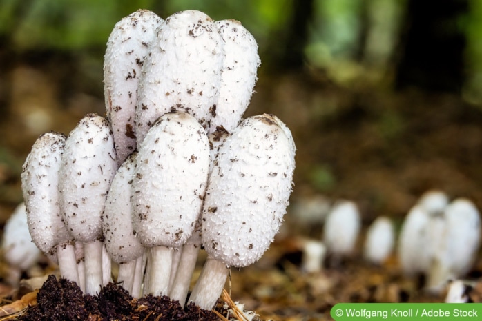 Schopftintling (Coprinus comatus)