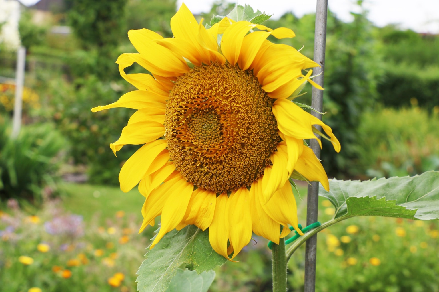 Sollte man verblühte Sonnenblumen abschneiden?