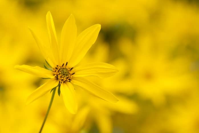 Staudensonnenblume (Helianthus decapetalus)