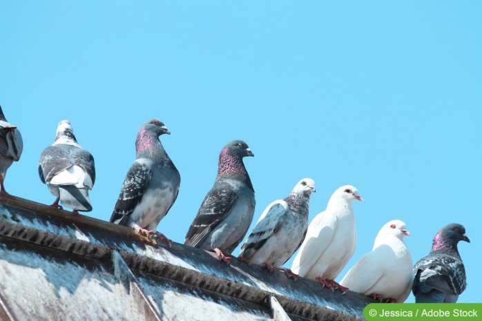 Viele Tauben sitzen auf dem Dach