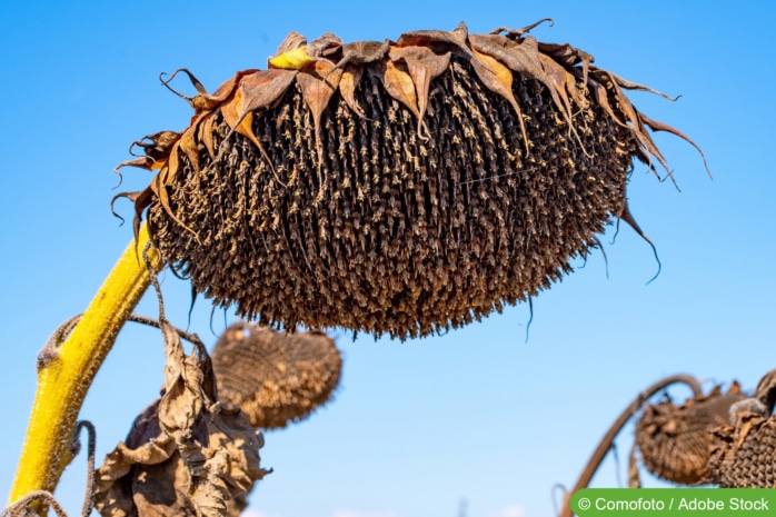 Verblühte Sonnenblumen abschneiden