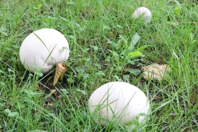 Weiße Pilze im Garten - Bovist
