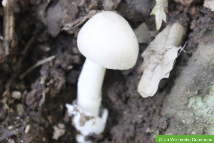 Weißer Knollenblätterpilz (Amanita phalloides var. alba)