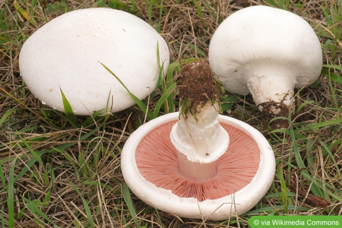 Wiesen-Champignon (Agaricus campestris)