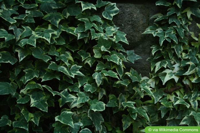 Goldchild (Hedera helix 'Goldchild')