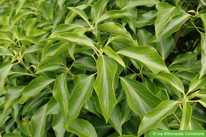 Hedera helix 'Arborescens'