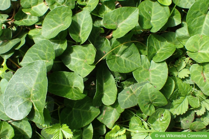 Hedera helix 'Deltoidea'