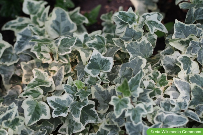 Hedera helix 'Glacier'