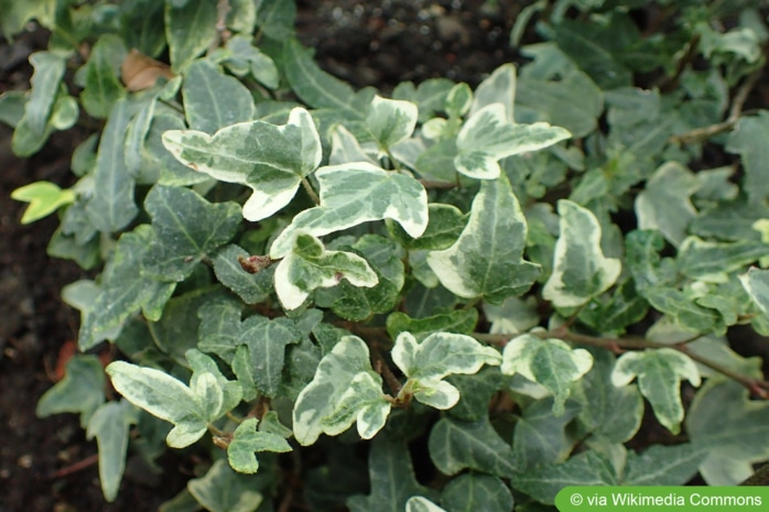 Hedera Helix 'Mini-Ester'