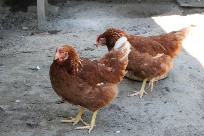 Hühner im Schatten