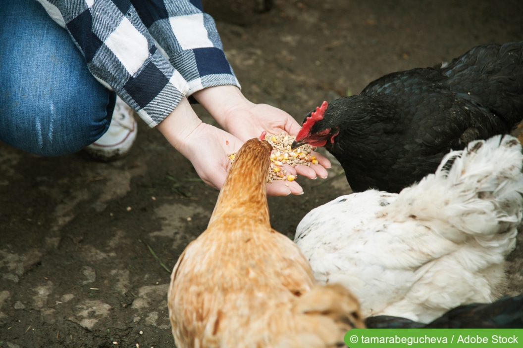 Wieviel Futter Braucht Ein Huhn