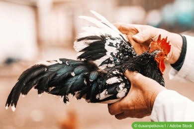 Huhn röchelt - Mann untersucht es