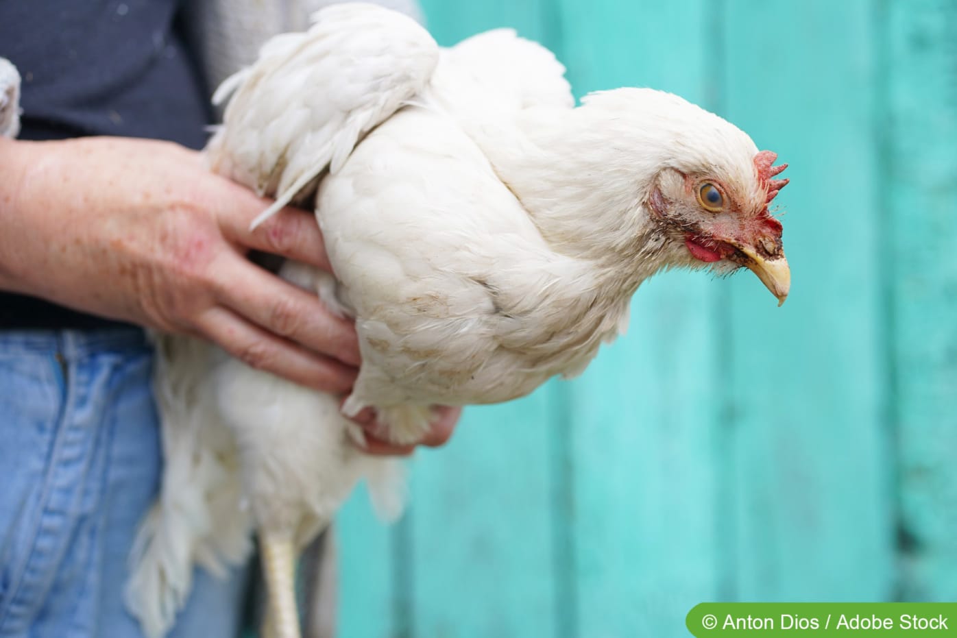 Huhn kann nicht mehr laufen was tun?