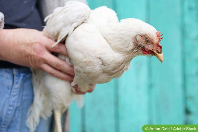 Frau hält Huhn und untersucht es auf Verletzungen