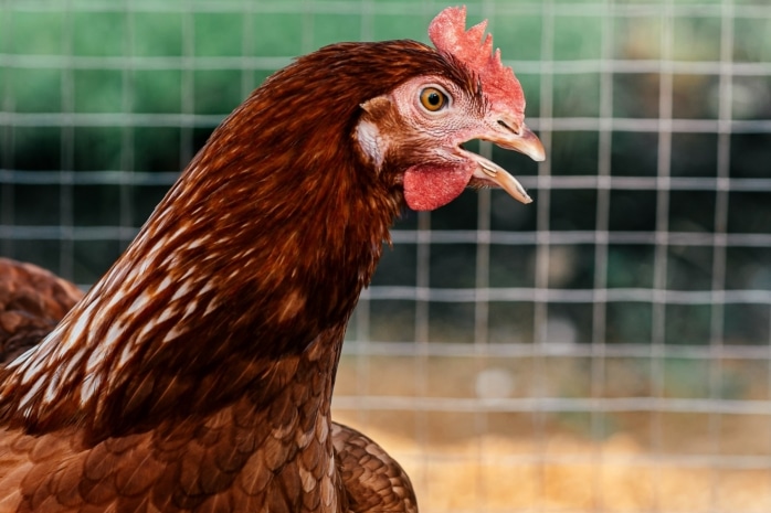 Huhn mit offenem Schnabel