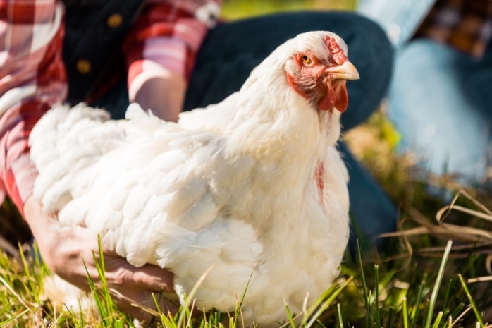 Huhn kann nicht mehr laufen