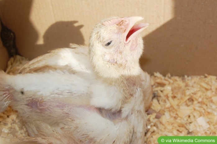 Junges Huhn mit Vogelgrippe