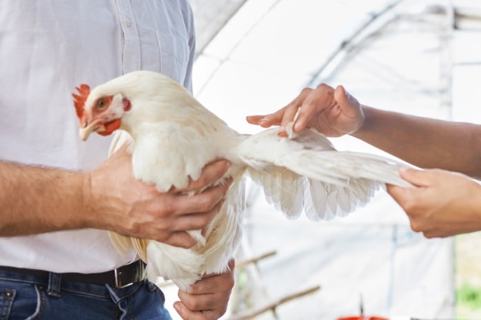 Tierärztin untersucht Huhn