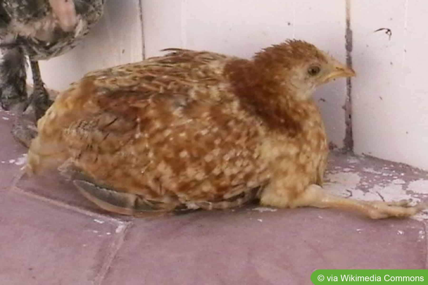Häufige Hühnerkrankheiten mit Symptomen   Bilder - Hausgarten.net