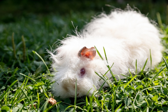 Meerschweinchen (Caviidae)