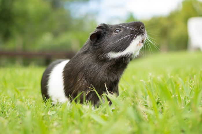 Meerschweinchen (Caviidae)