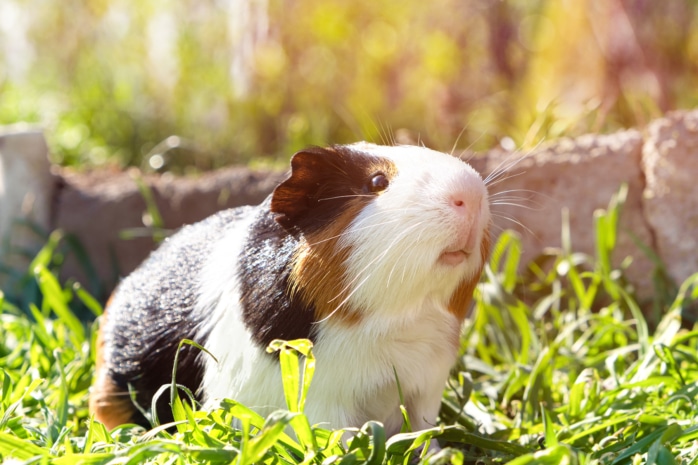 Meerschweinchen (Caviidae)