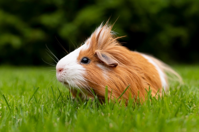 Meerschweinchen (Caviidae)