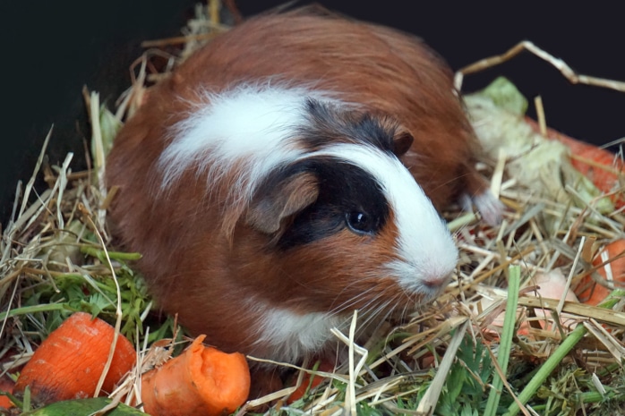 Meerschweinchen (Caviidae)