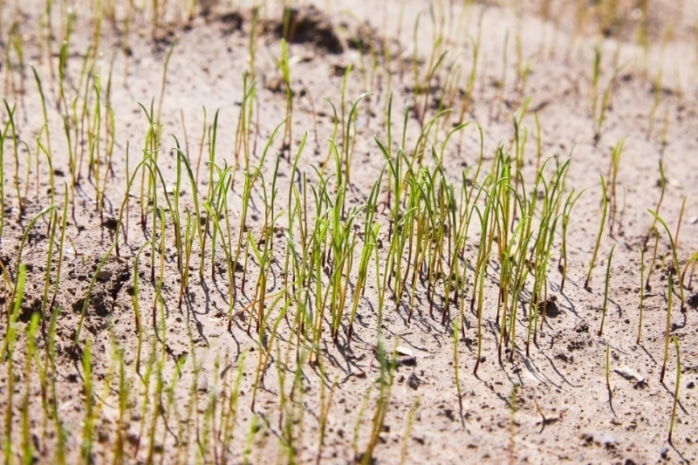 Rasennachsaat mit Sand ausbringen