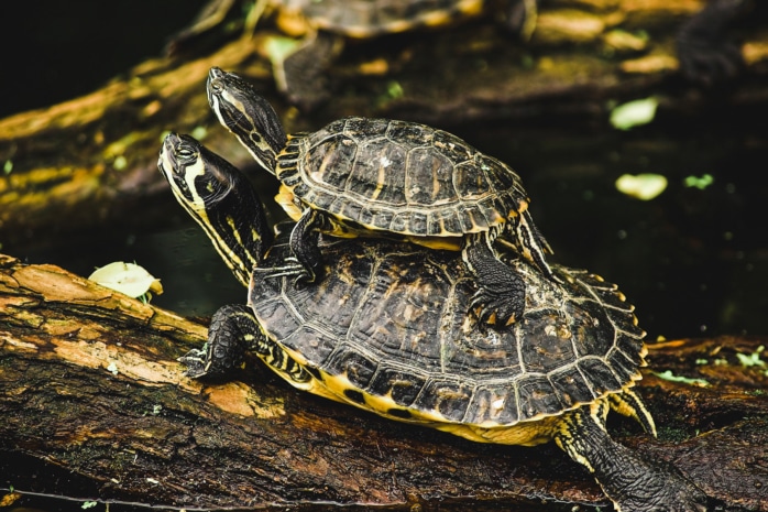 Schildkröte (Testudines)