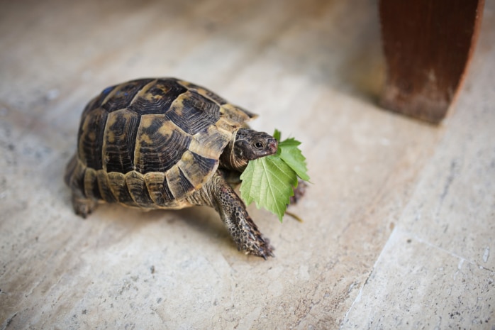 Schildkröte (Testudines)