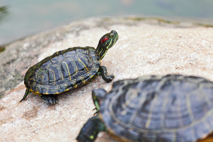 Schildkröte (Testudines)