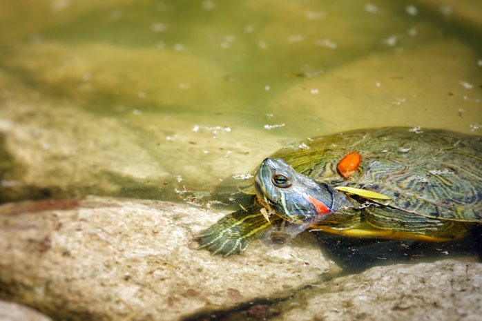 Schildkröte (Testudines)