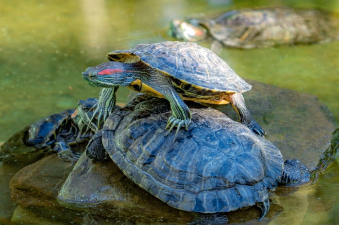 Schildkröte (Testudines)