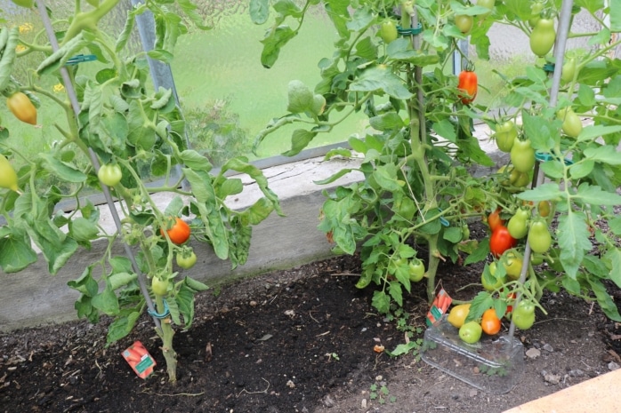 Tomaten gießen