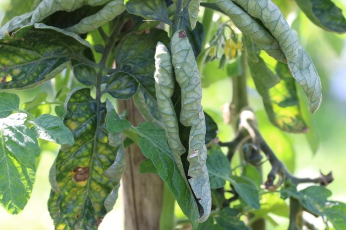 Tomatenblätter kräuseln sich