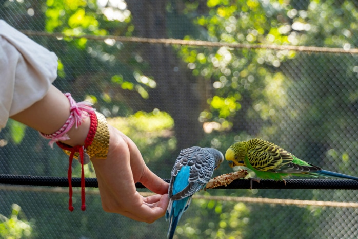 Wellensittich (Melopsittacus undulatus)