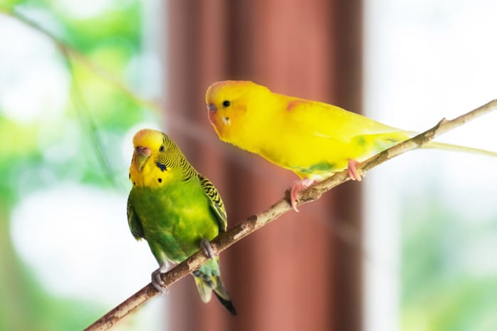 Wellensittich (Melopsittacus undulatus)